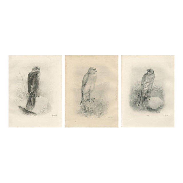 Stonham, British Harrier Bird, 1908, Lithographs, Set of 2 For Sale