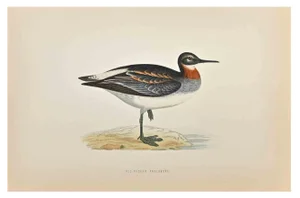 Alexander Francis Lydon, Red-Necked Phalarope, Woodcut Print, 1870