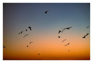 "Pattern" Contemporary Coastal Scene Gradient Photograph - 40x60