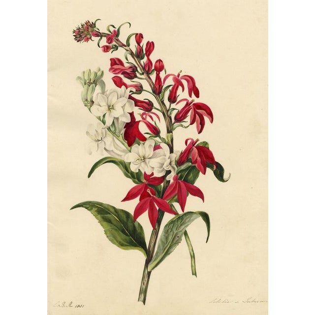 Paper E.B.R., Cardinal (Lobelia Cardinalis) & Tuberose Flower, 1800s, Paper For Sale - Image 7 of 7