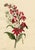 Paper E.B.R., Cardinal (Lobelia Cardinalis) & Tuberose Flower, 1800s, Paper For Sale - Image 7 of 7