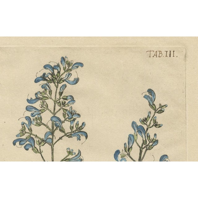 Meerburgh, Flowers & Butterflies, 1775, Print For Sale - Image 6 of 13