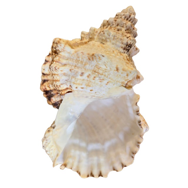 Large White Specimen Seashell Pacific Lampas Frog Shell For Sale - Image 14 of 15