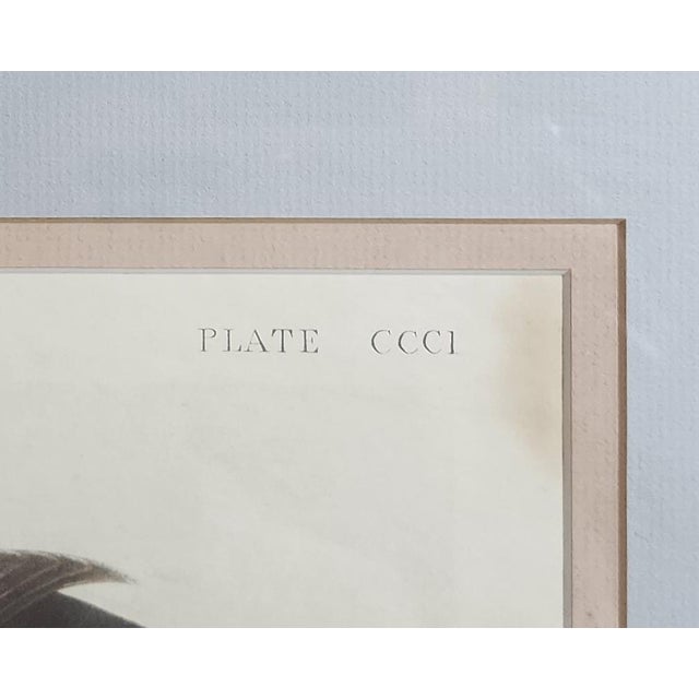 A statement piece for the refined collector, this large, striking John James Audubon "Canvasbacked Duck" print—Plate...