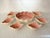 Darling set of Coastal style glazed pink and white bowls. One white serving bowl surrounded by shells and a pink center;...