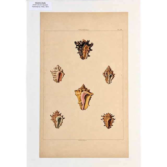 A striking early 19th-century engraving depicting beautifully detailing the Volutella / Triton Shell Variety, originally...