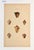 A striking early 19th-century engraving depicting beautifully detailing the Volutella / Triton Shell Variety, originally...
