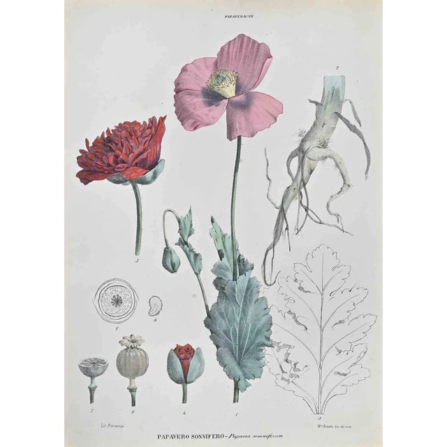 Vincenzo Tenore, Sleeping Poppy, Lithograph, 1870s For Sale