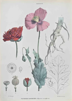 Vincenzo Tenore, Sleeping Poppy, Lithograph, 1870s