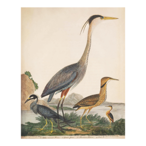 Vintage Reproduction 19th Century Bird Print, Great Heron and Seabirds – 40" X 50"
