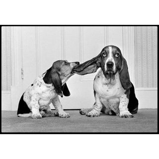 Arthur Steel: Lend Me Your Ear, Limited Edition Photograph 54 X 37.5” For Sale