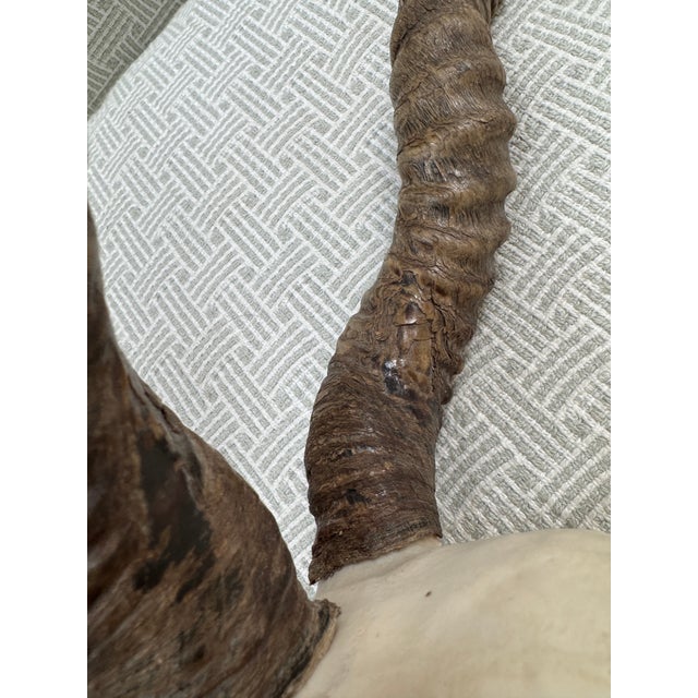 Bone Vintage Blackbuck Skull + Horns For Sale - Image 7 of 12