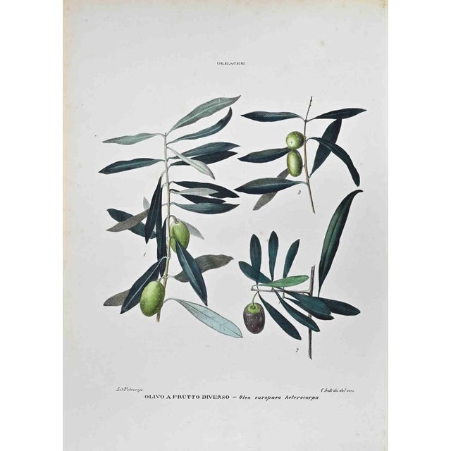 Lithograph hand watercolored. Plate from "Atlante di Botanica popolare ossia Illustrazione di Piante Notevoli di ogni...