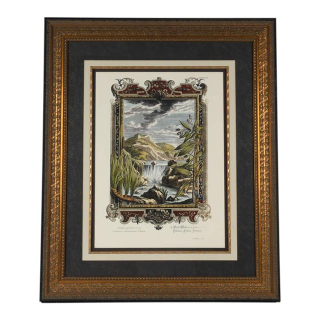 Late 19th Century Framed Etching by Johann J. Scheuchzer, Titled "Calamus Aromaticus Casiais" For Sale