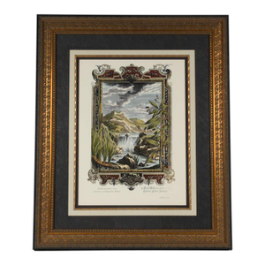 Late 19th Century Framed Etching by Johann J. Scheuchzer, Titled "Calamus Aromaticus Casiais"