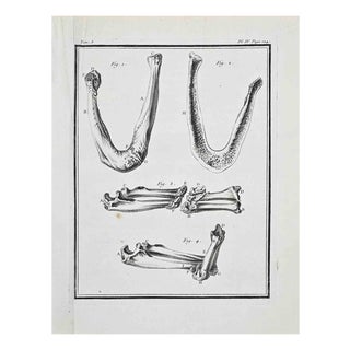Jacques de Seve, Anatomical Studies, Etching, 1771 For Sale