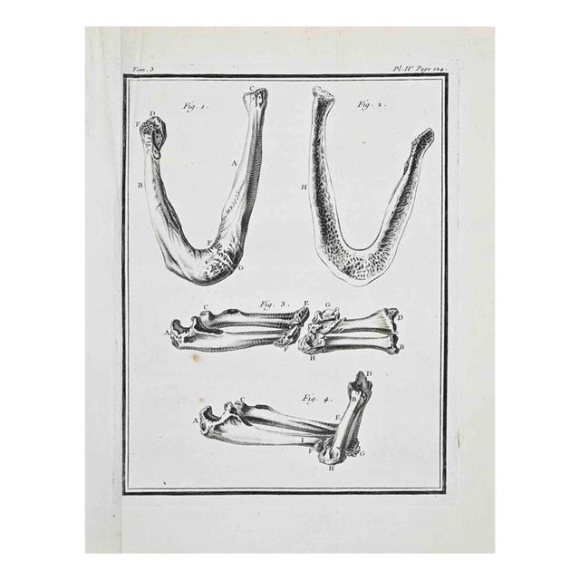 Jacques de Seve, Anatomical Studies, Etching, 1771 For Sale