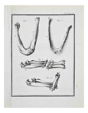 Jacques de Seve, Anatomical Studies, Etching, 1771
