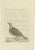 Sepp & Nozeman, Bird Illustration of a Male Grey Partridge, 1789, Print For Sale