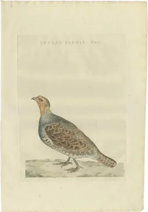 Sepp & Nozeman, Bird Illustration of a Male Grey Partridge, 1789, Print