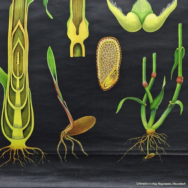 Vintage Rye Rollable Wall Chart Picture Poster by Jung Koch Quentell For Sale - Image 3 of 6