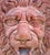 Round Terracotta Lion Mask from Impruneta, 20th Century Outer Diameter (cm) Ø50 Weight (kg) 15 Depth (cm) 18 Good condition