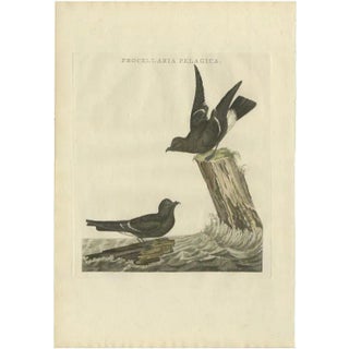 Sepp & Nozeman, The European Storm-Petrel, 1797, Print For Sale