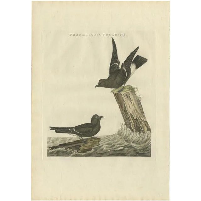 Sepp & Nozeman, The European Storm-Petrel, 1797, Print For Sale