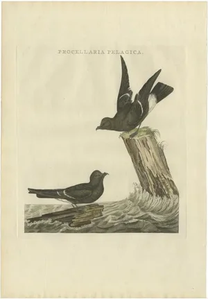 Sepp & Nozeman, The European Storm-Petrel, 1797, Print