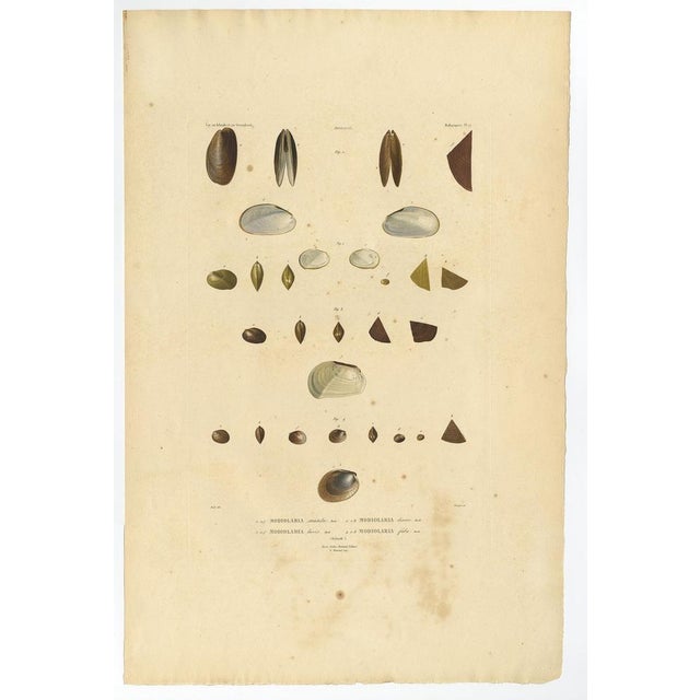 Bévalet, Greenland Bivalves and Modiolaria Shells, 1842, Print For Sale - Image 3 of 10