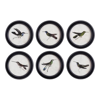 Hummingbird Round Petite Prints, Set Of 6 For Sale