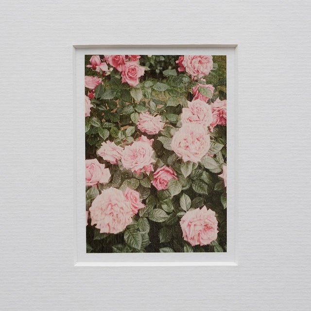 The Rose Garden Prints by David Urbano, 2018, Set of 9 For Sale - Image 4 of 18