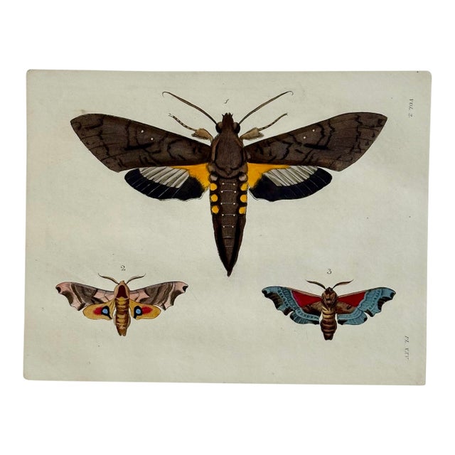 Sphinx Moths Original Engraving by Dru Drury, 1837 For Sale