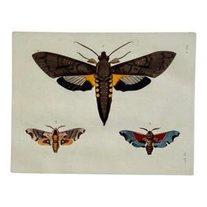 Sphinx Moths Original Engraving by Dru Drury, 1837