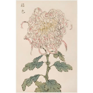 Blush Mum by Hasegawa, Vintage Japanese Botanical Art Print, 24" X 36" For Sale