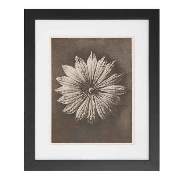 Art Deco Set of 8 Botanical Photogravures by Karl Blossfeldt, Berlin, 1932 For Sale - Image 3 of 8