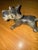 Goebel West Germany ceramic figurine of a Schnauzer puppy dog in an appealing pose with saucy expression. Fully hallmarked...