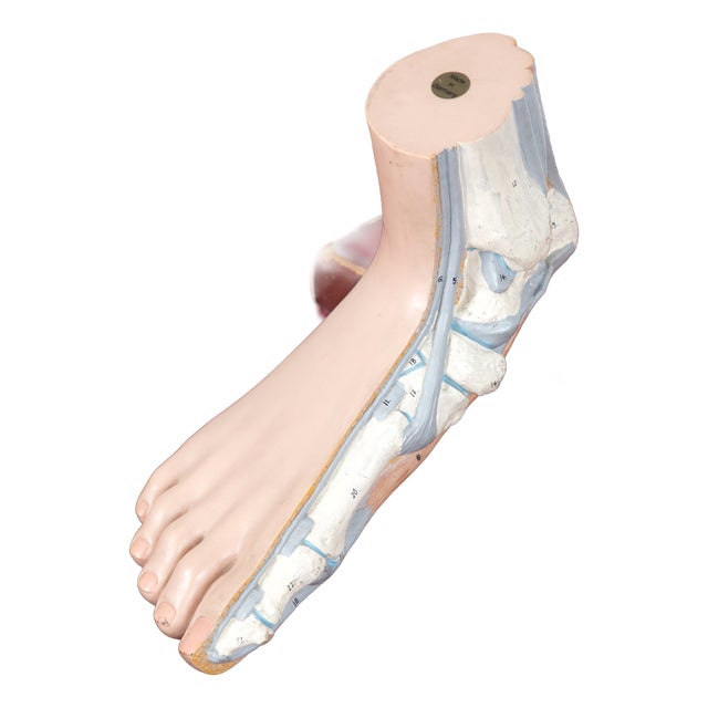Vintage Anatomical Foot Model For Sale