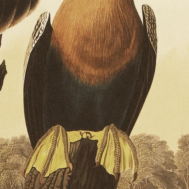 1990s 1990s Anhingas or Snake Birds After Audubon, Large Cottage Print For Sale - Image 5 of 11