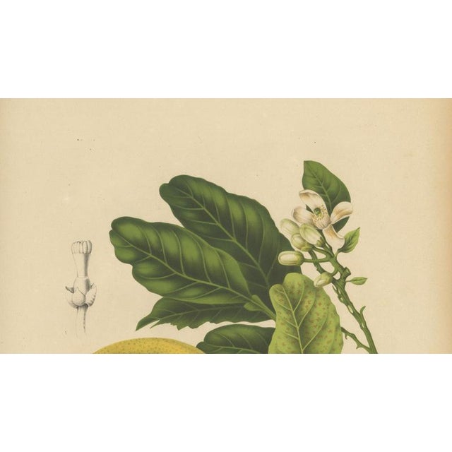 Berthe Hoola van Nooten, Grapefruit (Citrus decumana), 1880, Chromolithograph For Sale - Image 6 of 9