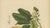 Berthe Hoola van Nooten, Grapefruit (Citrus decumana), 1880, Chromolithograph For Sale - Image 6 of 9