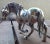 Victor Cerrato Early 1900s Cerreti Solid Silver Family of 3 Horse Figurines For Sale - Image 4 of 7