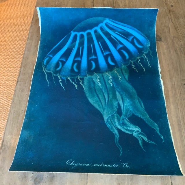 Vintage Sealife Print From Natural Curiosities For Sale In Los Angeles - Image 6 of 7