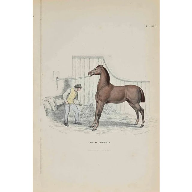 Limousin Horseis an original lithograph with stencil on ivory-colored paper, realized by Paul Gervais (1816-1879). The...