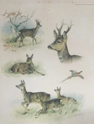 Georges Frédéric Rötig, Study of Deer, Hand-Signed Etching