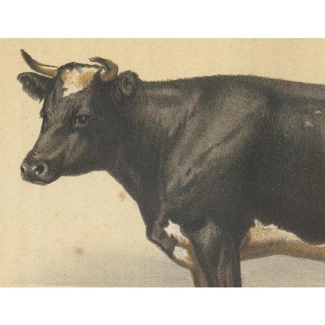 After Charles Olivier de Penne, Dutch Dairy Cow, Black and White Cattle, 1863, Chromolithograph For Sale - Image 4 of 9