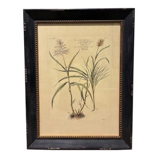 Vintage French Sugarcane Botanical Print in Distressed Black & Gold Frame For Sale