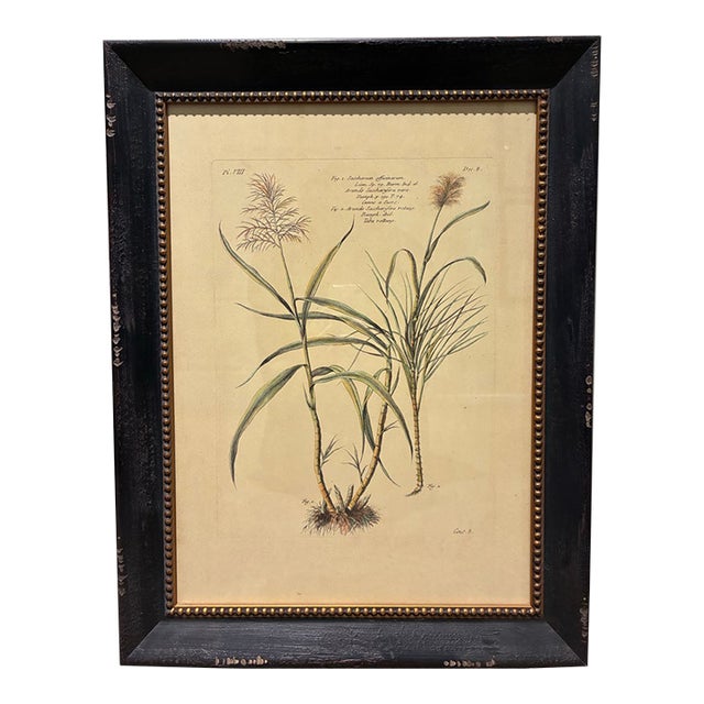 Vintage French Sugarcane Botanical Print in Distressed Black & Gold Frame For Sale