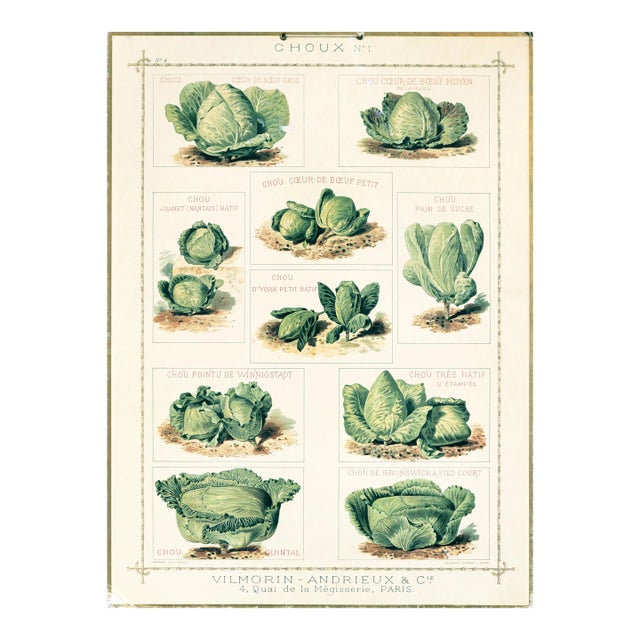 1920's French Botanical Cardboard - Choux N.1 (Cabbage) For Sale