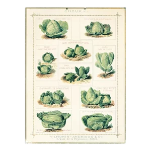 1920's French Botanical Cardboard - Choux N.1 (Cabbage)